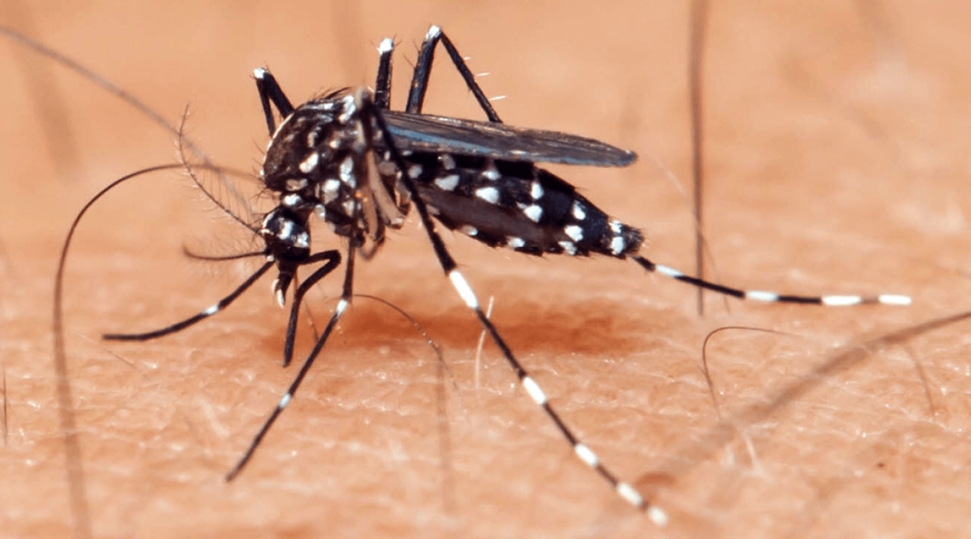 Como o prontuário eletrônico pode ajudar em tempos de zika vírus